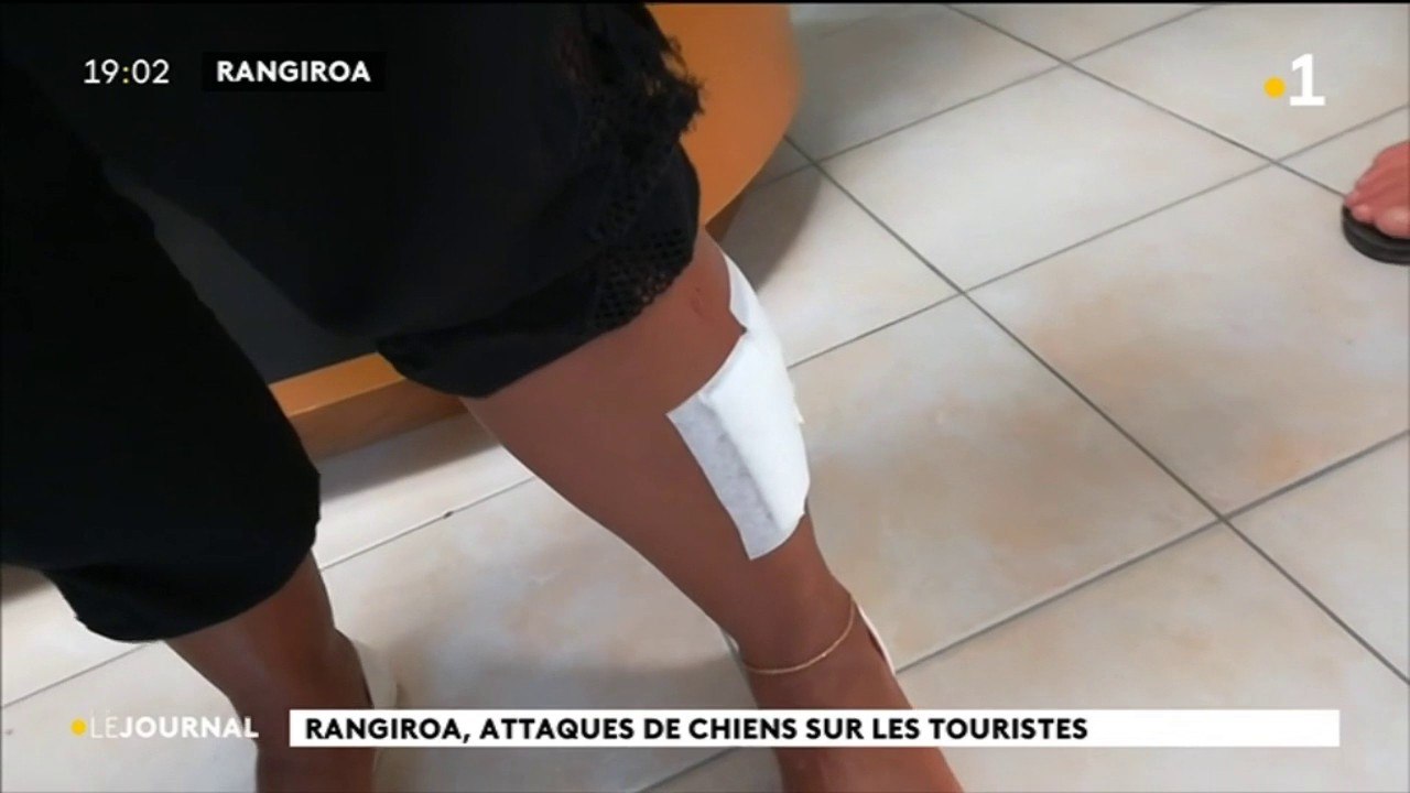 Chiens errants : une touriste mordue à Raiatea