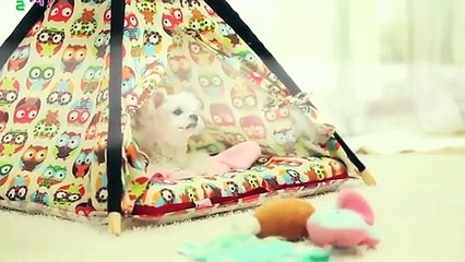 두정동출장타이O7Os7301s9649｛카톡CS69｝ぱ두정동출장안@마ぱ두정동출장샵ぱ두정동출장맛사지 ぱ두정동출장걸썰 두정동출장걸가격 두정동출장러시아 두정동외국인후불출장업소 두정동24시출장마사지샵'예약イゥウ