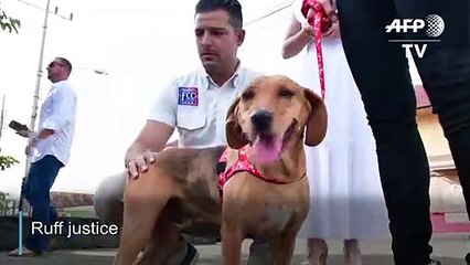 Ruff Justice : dog attends animal abuse trial in Costa Rica