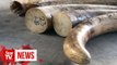 Singapore seizes record haul of elephant ivory, pangolin scales