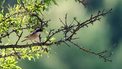 Pie-grièche : le dernier couple français vient de disparaître, dans l'Hérault (juillet 2019)