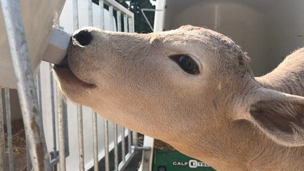 Face à la canicule, l’éleveur bovin s’adapte pour rafraîchir ses bêtes