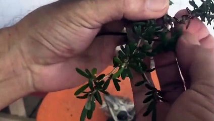 상무출장안마 -후불100%ョ OiOc7362c3210｛카톡VR91｝ 상무전지역출장안마 상무오피걸 상무출장마사지 상무안마 상무출장마사지 상무콜걸샵ЪЫЬ