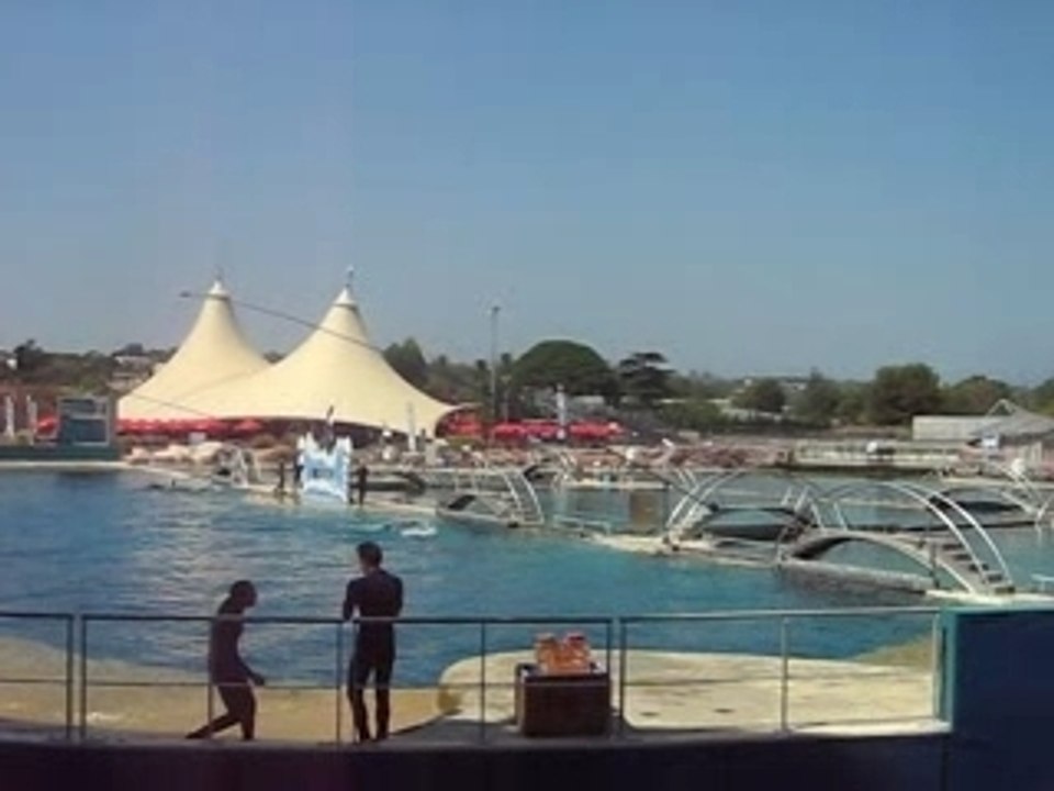 orque sort de l'eau