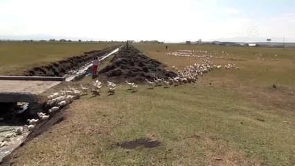 Pazardan aldığı tavukla çiftlik kurdu