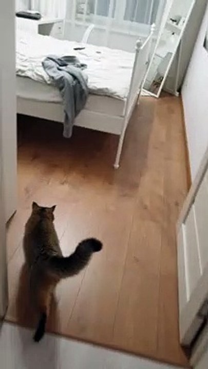Kitty Steps in Sticky Doorway Trap