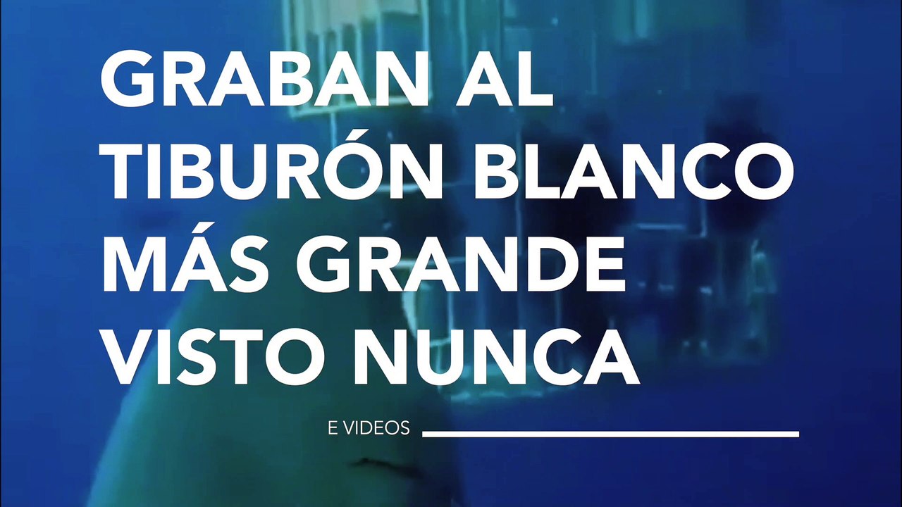 Unos buzos graban al mayor tiburón blanco visto nunca