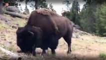 Yellowstone, il bisonte carica una bambina di 9 anni  | Notizie.it