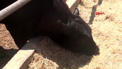 NİĞDELİ ÜRETİCİLERDEN AVM VE ZİNCİR MARKETLERE KURBANLIK TEPKİSİ