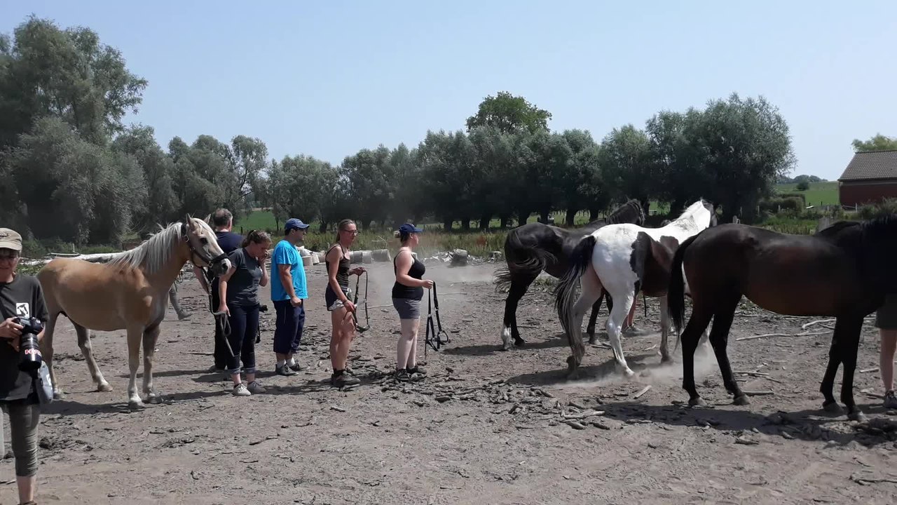 Ogy video 3