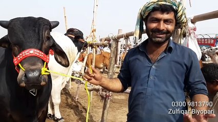 Wazan aur Khubsoorti Aur Behtareen Keemat Sirf Zulfiqar k Pass - Bakra Mandi Pakistan Wala