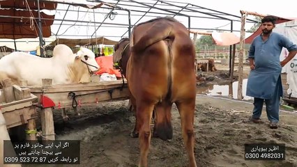 KITNE MILLION KA SAHIWAL BULL - Bakra Mandi Pakistan