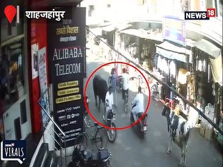 शाहजहांपुर: आवारा सांडों का बढ़ता आतंक, बीच सड़क पर भिड़ पड़े