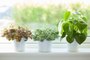 5 astuces pour garder ses plantes en bonne santé en cas d'absence