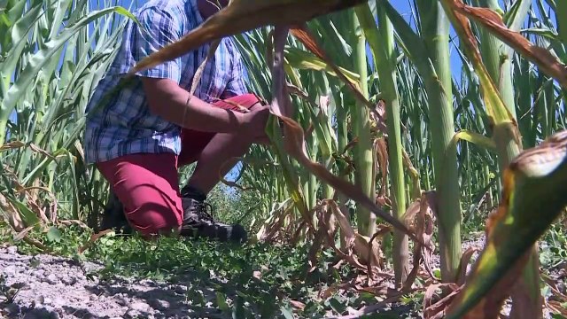 Entre Reims et Verdun, des céréaliers s'adaptent à la canicule