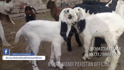 Sale and Purchase of DOODH PEETAY BACHAY ! ZULM HA WAISE - Lailay in Lahore Bakra Mandi 2018