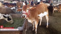 SALE AND PURCHASE OF SAHIWAL COW IN LAHORE BAKRA MANDI FOR BAKRA EID 2018