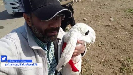 Sale and purchase of Kajla in lahore bakra mandi 2018 latest videos