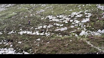 Farmers herd their sheep down the Silent Valley, Co Down