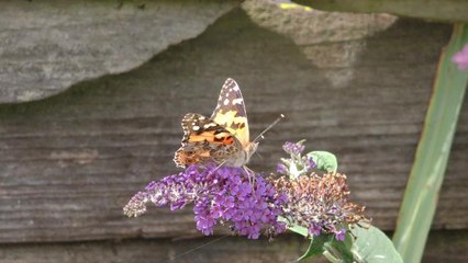 Big Butterfly Count - painted lady