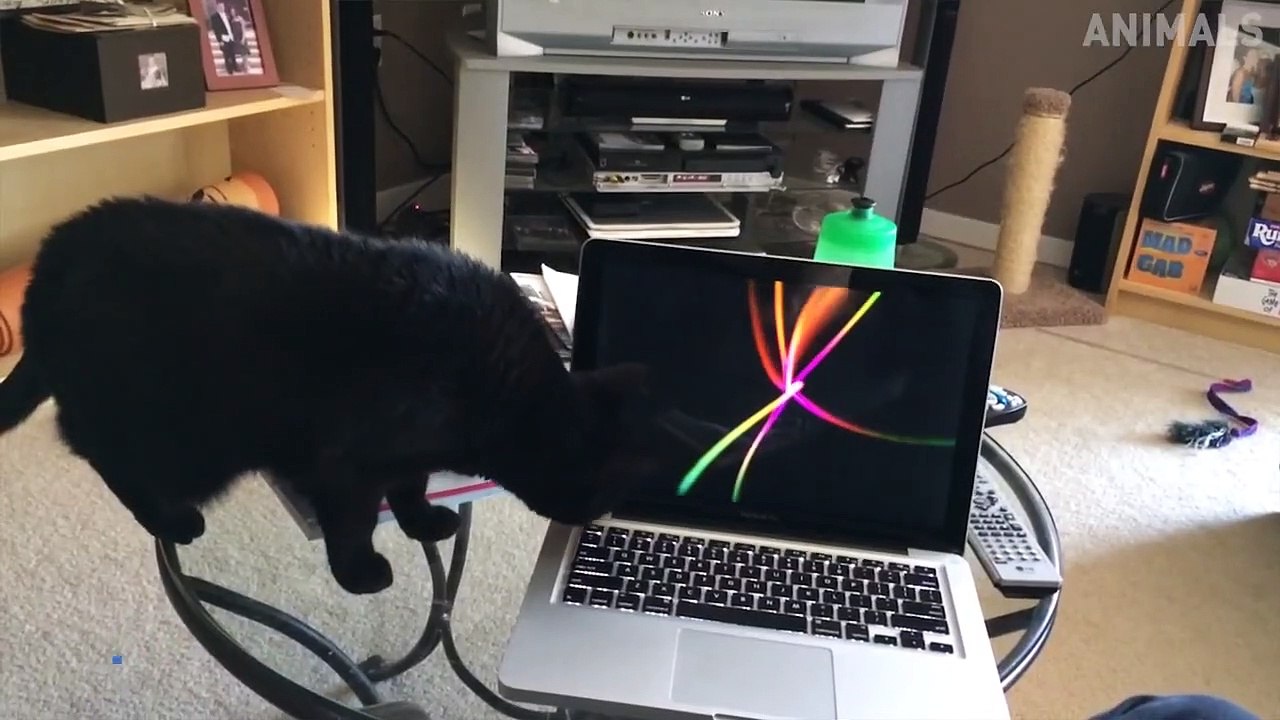 TRY NOT TO LAUGH | These Cats Are CRAZY | Funny Animals Videos Fails 2019