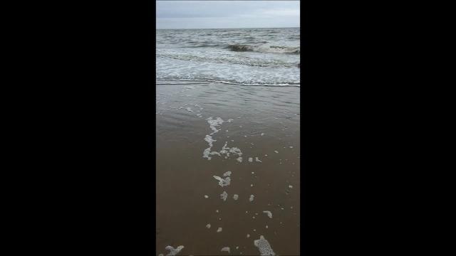 A young seal plays in the waves at Pevensey Bay