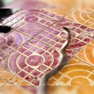 Brave dogs fight to save owner from the snake-Dogs kill cobra
