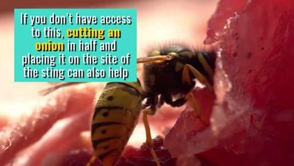 How to protect against wasps