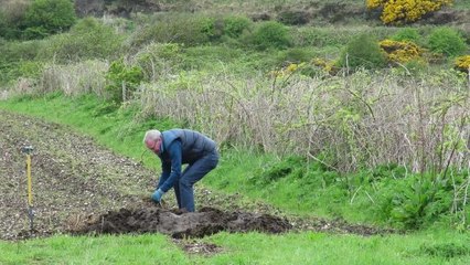 RSPB confirms two pairs of corncrakes recorded on Rathlin Island