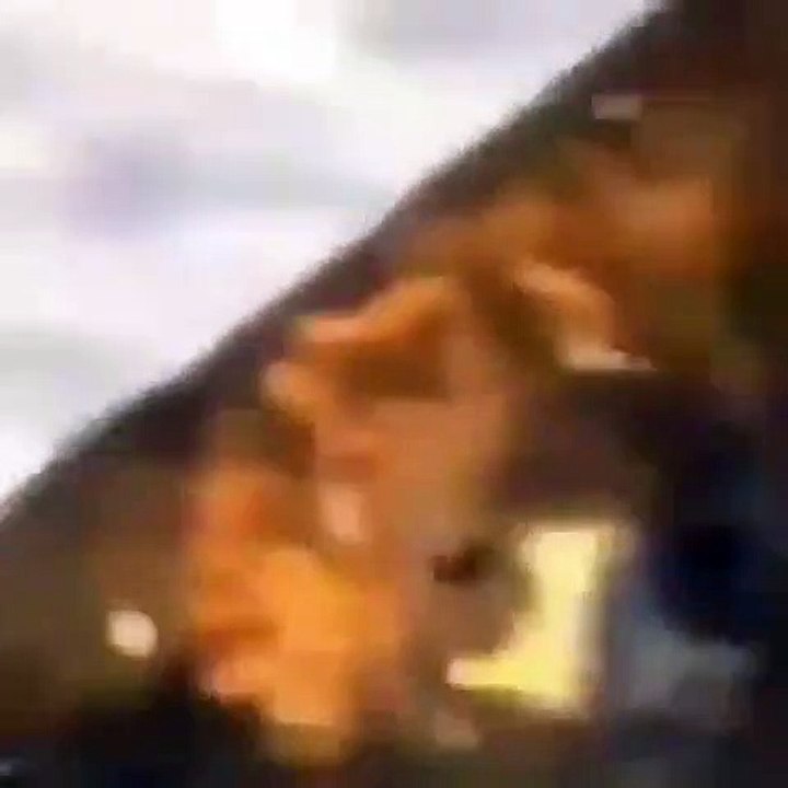 Quand un aigle s'attaque à un renard. Épique !