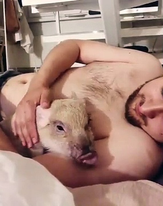 Cet homme s'endort avec son cochon dans les bras. Adorable !