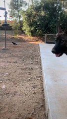 Unlikely Backyard Best Friends