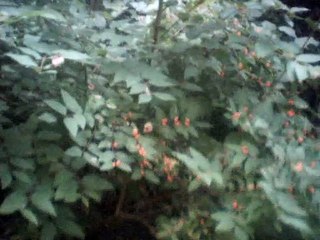 der neue amadis instrumental with melody