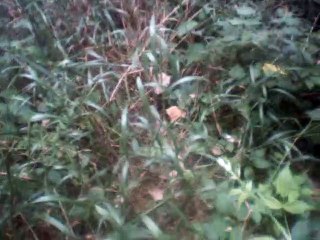 der neue amadis instrumental without melody