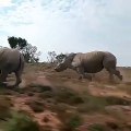 Magnifique ! Admirez ces rhinocéros dans leur course effréné !