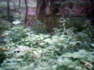 der neue amadis melody