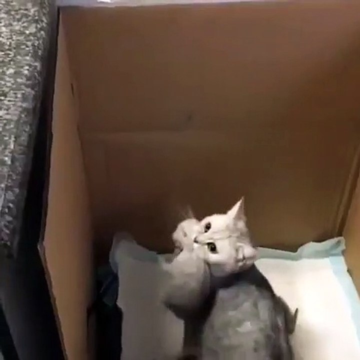 Cette chatte regroupe ses petits à l'heure du coucher. Trop mimi !