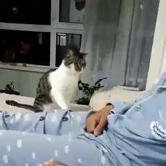 Ce chat peureux s'attaque à son père. Hilarant !