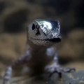 Incroyable ! Admirez cette vidéo unique d'un Anolis Aquaticus.