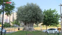 Mersin'deki bin 200 yıllık zeytin ağacı yeni yerinde meyve verdi