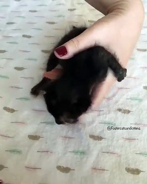 Quand on donne à bébé chaton son lait, voici ce que ça donne. Adorable !