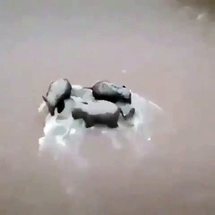 Étonnant ! Ces éléphants essaient difficilement de traverser une rivière !