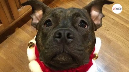 Cette chienne suit chaque déplacement de sa grand-mère pour s'assurer qu'elle va bien