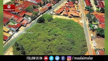 90,000 சதுர அடிக்கு நிழல் தரும் மரம் எது தெரியுமா?