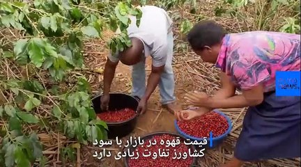 چرا میان قیمت قهوه در بازار و سود کشاورزان اختلاف وجود دارد؟