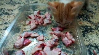Kitty Has Crush On Raw Cutted Wings