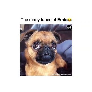 Les différents visages de ce chien sont à pleurer de rire. A voir !