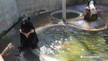 Adorable bear is just too hot, does a nice little back flop in the pool