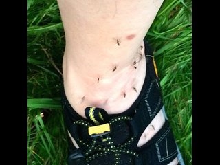 So bleibt dein Zuhause mückenfrei. 3 Zutaten und das Viehzeug ergreift die Flucht!