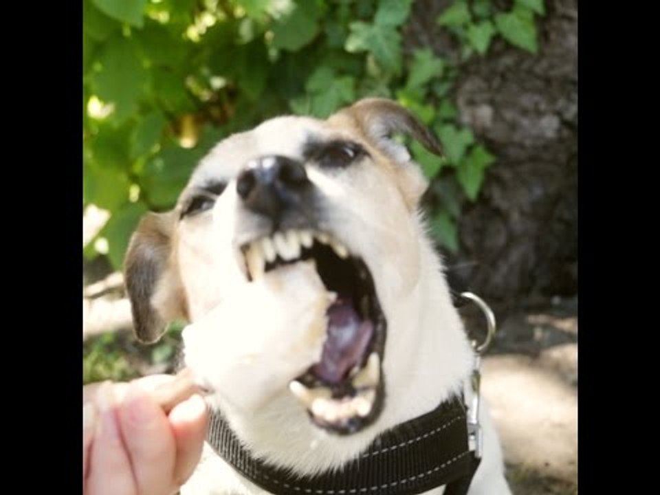 So gönnst du auch deiner Fellnase eine wohlverdiente, leckere Abkühlung. Wau!